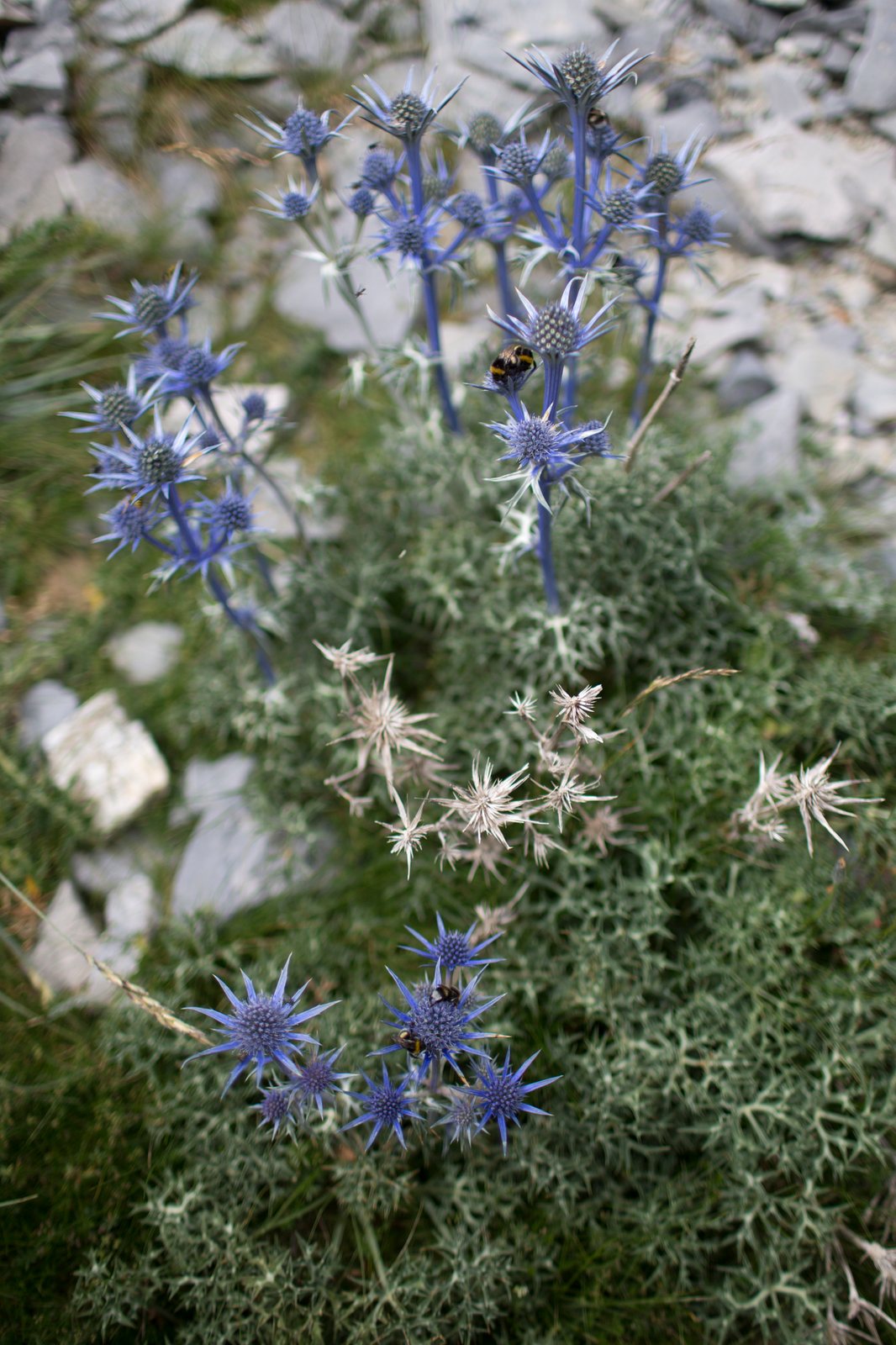 Pyrenean sea holly