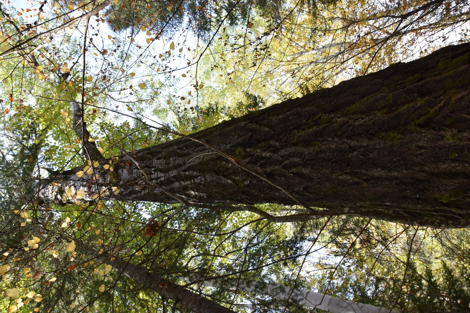Quaking aspen