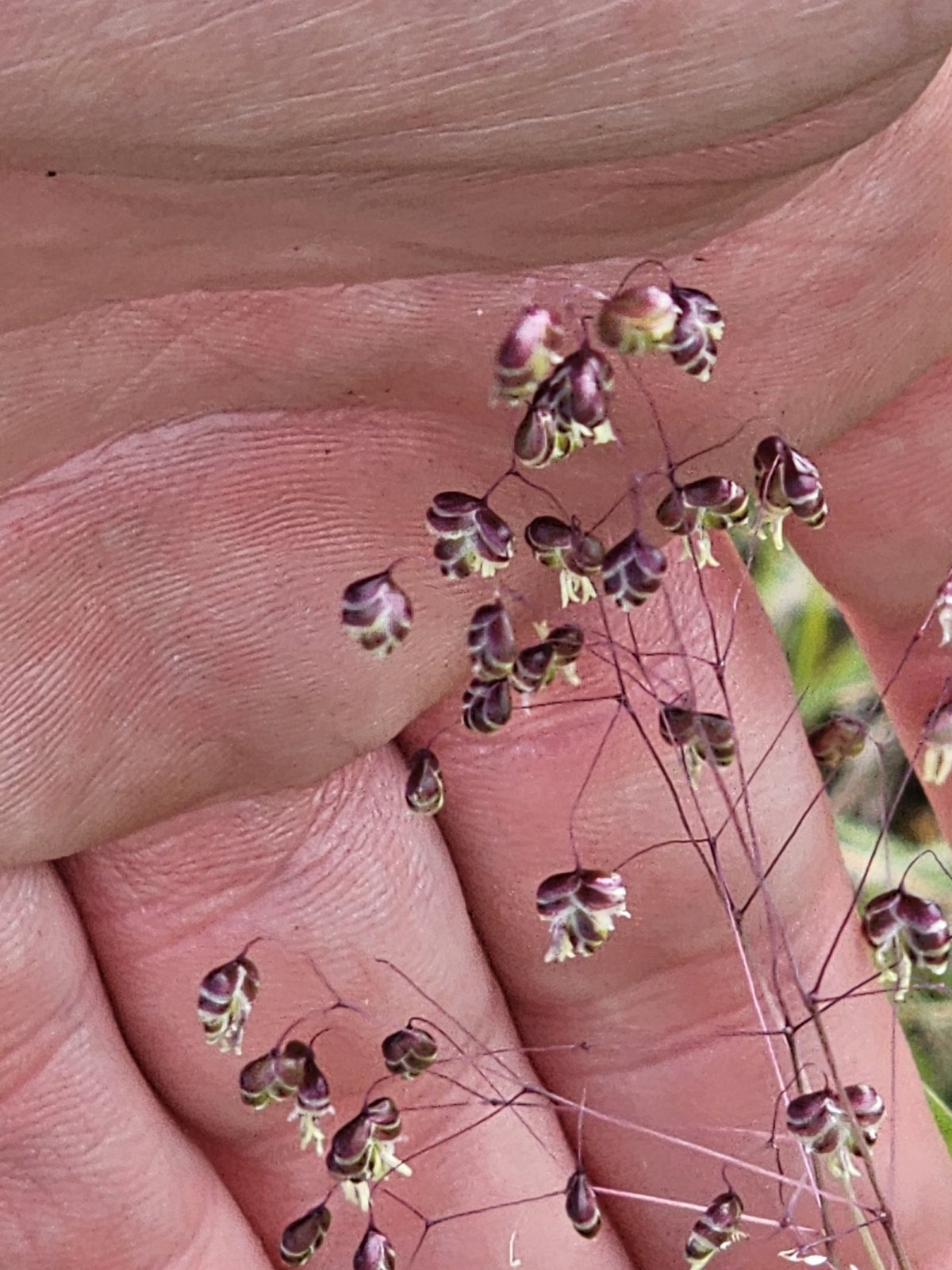Quaking grass