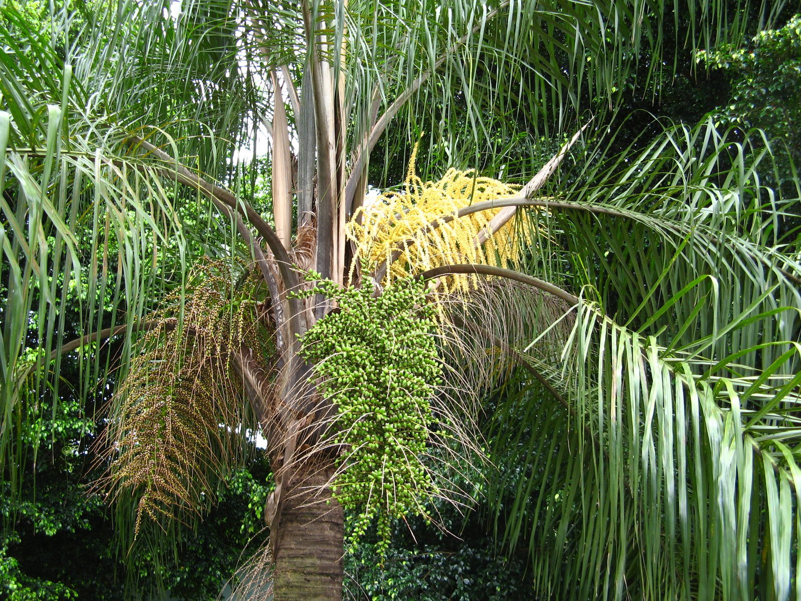 Queen palm
