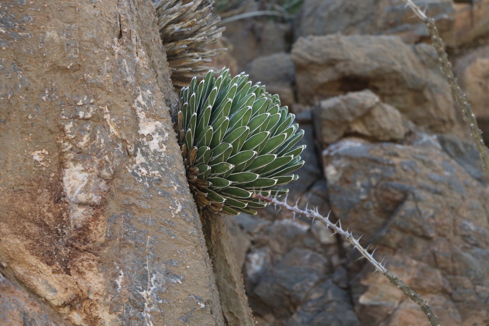 Queen Victoria agave