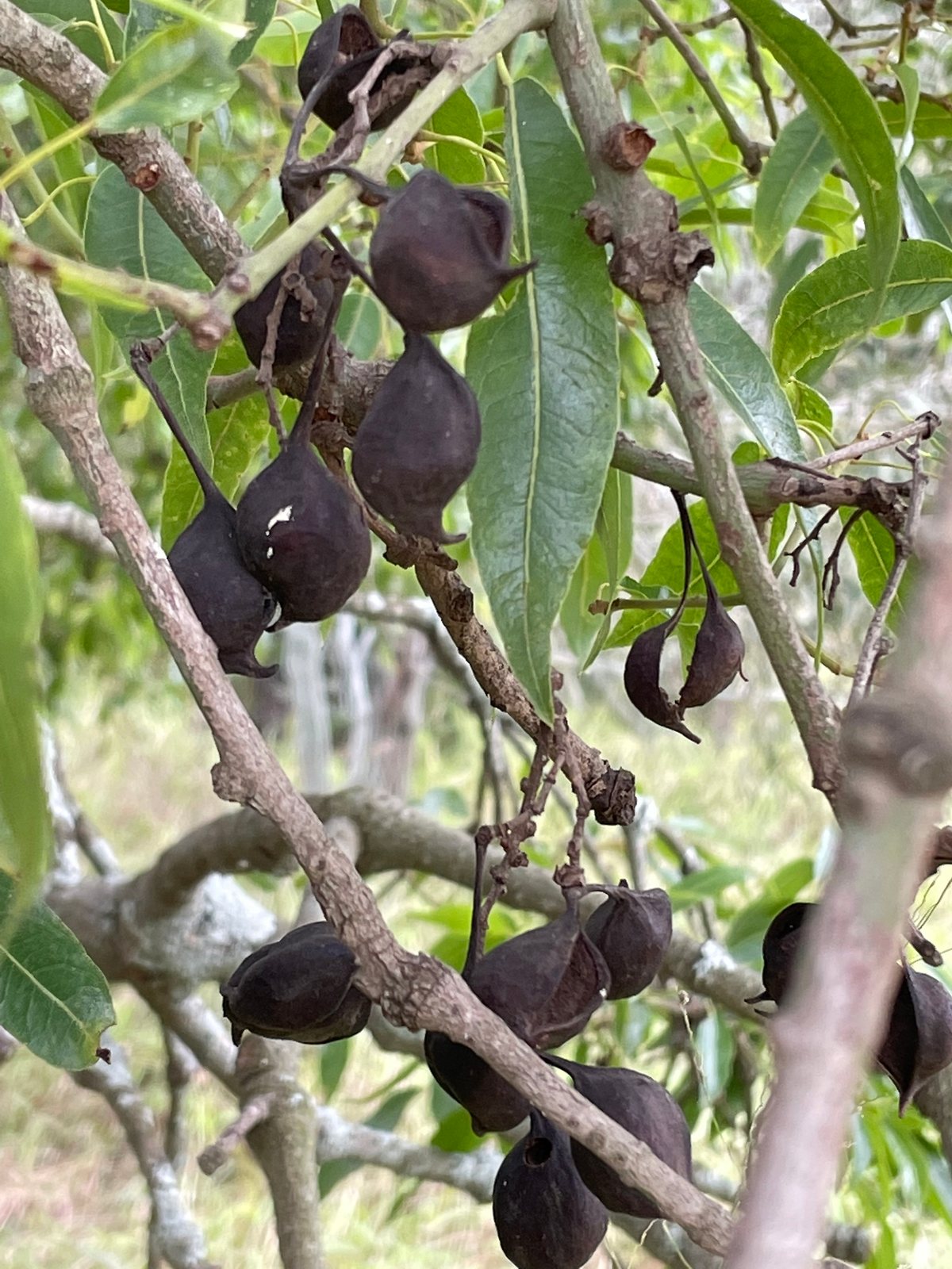 Queensland bottle tree
