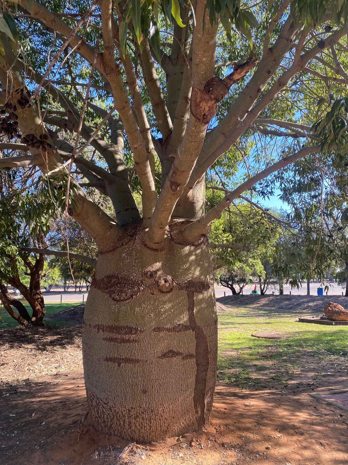 Queensland bottle tree
