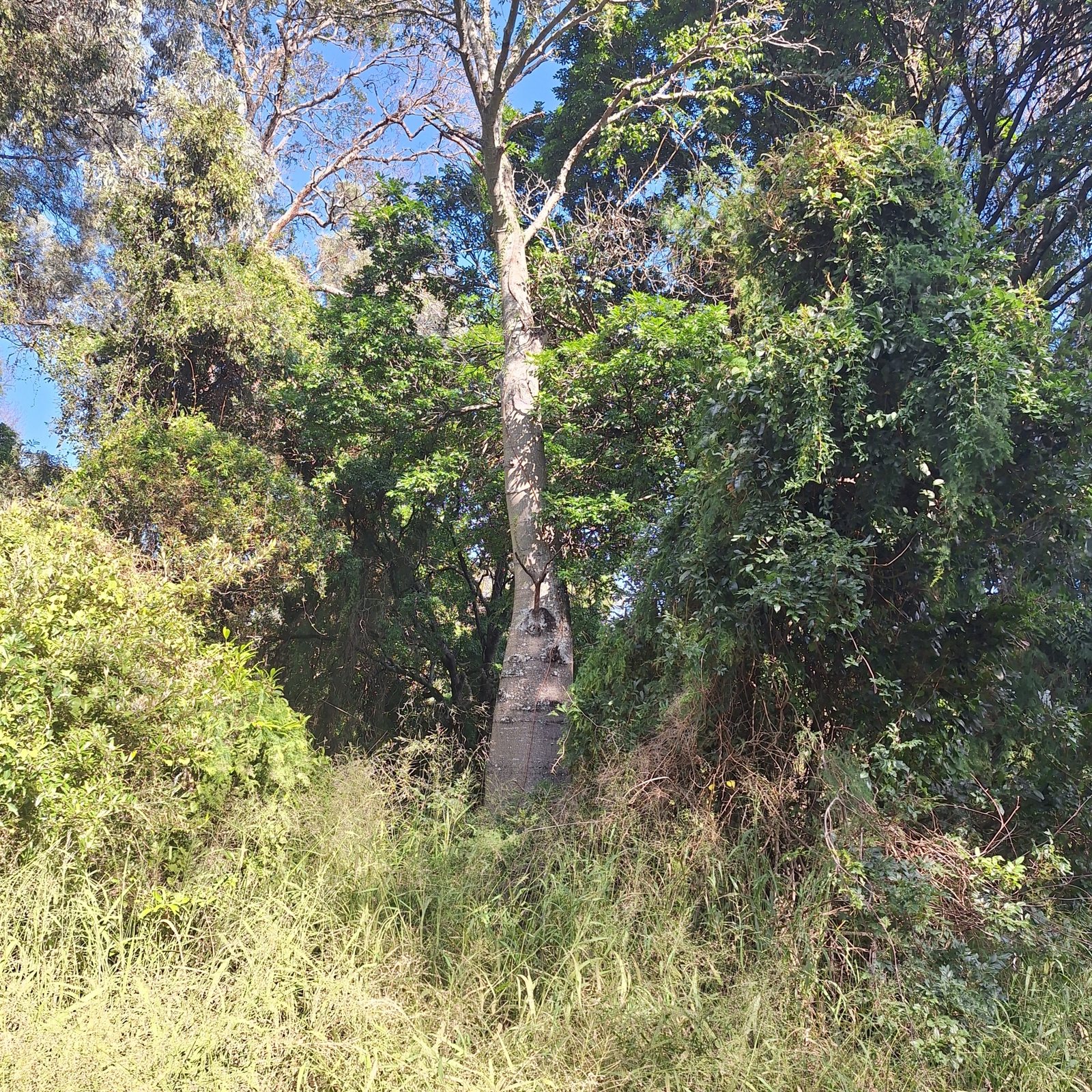 Queensland bottle tree