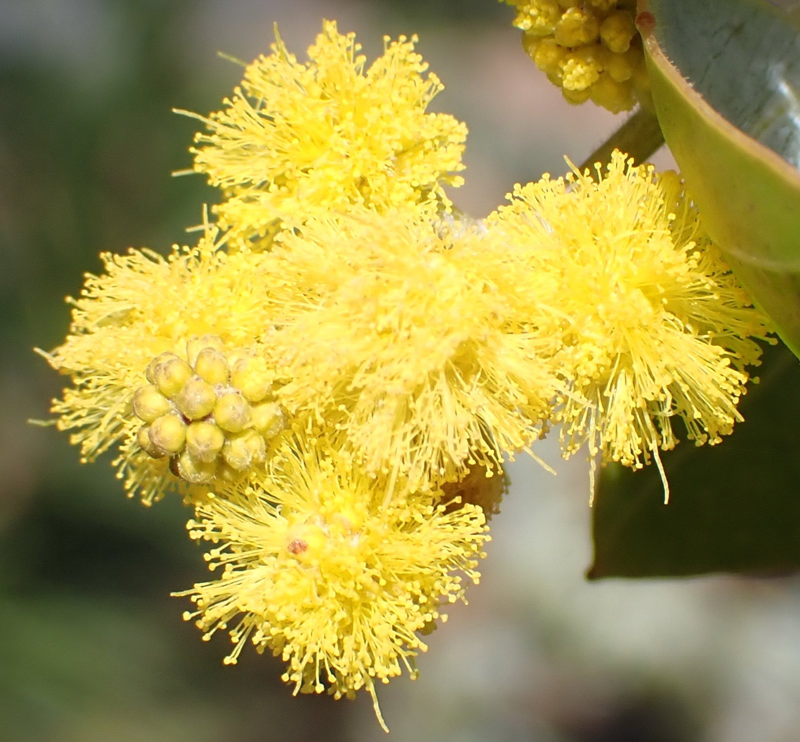 Queensland silver wattle