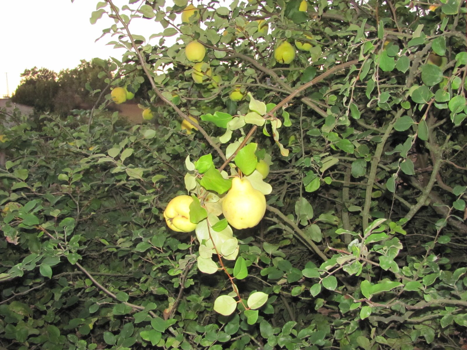 Quince