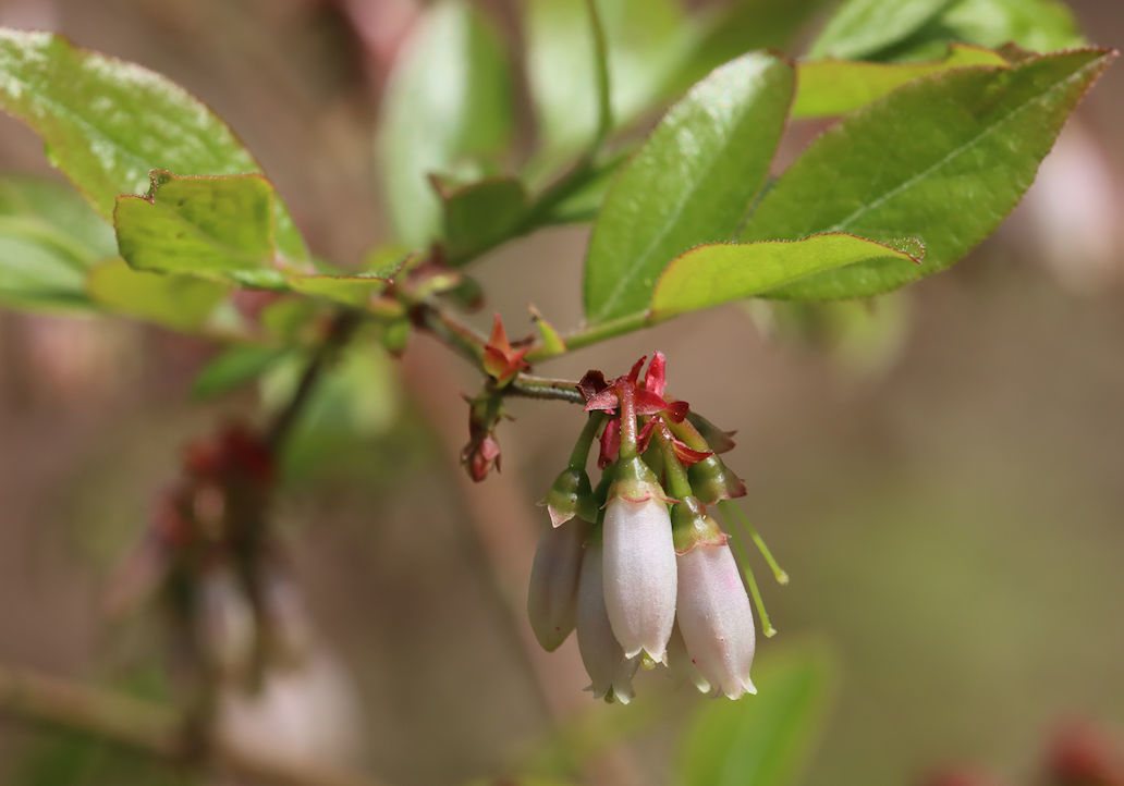 Rabbiteye blueberry