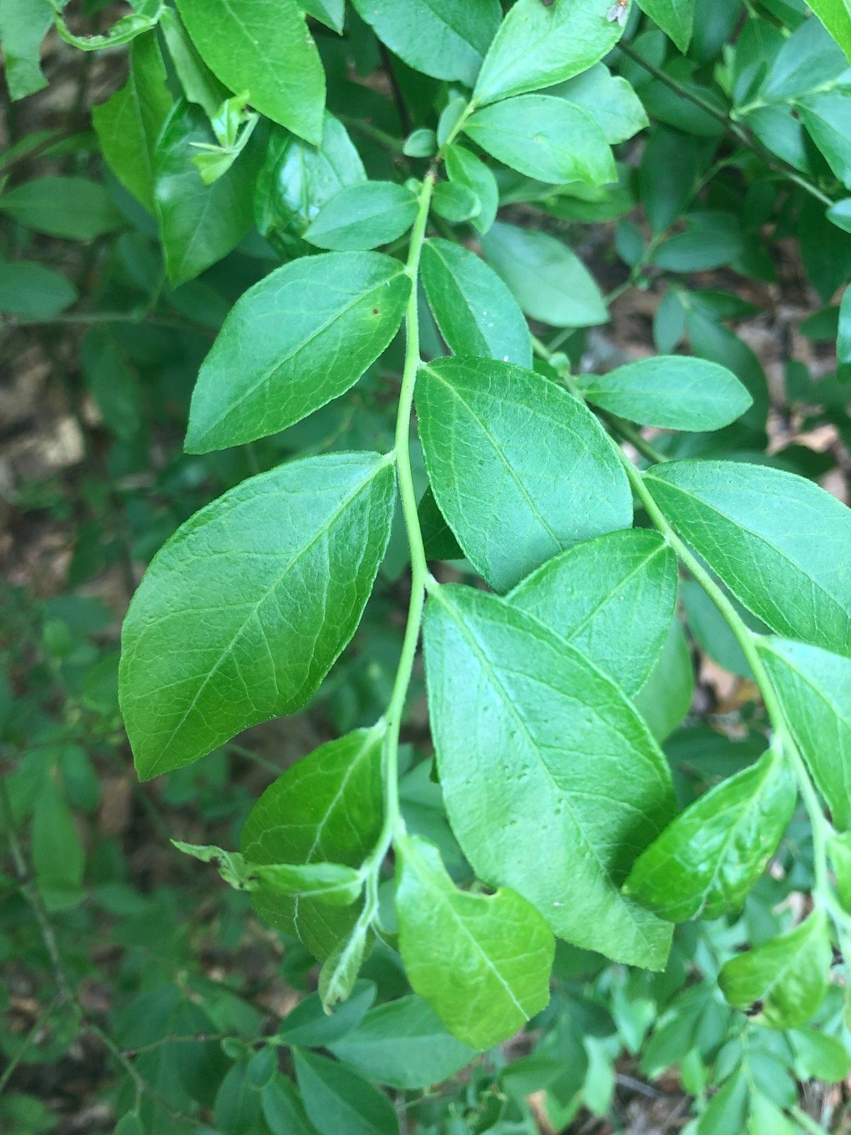 Rabbiteye blueberry