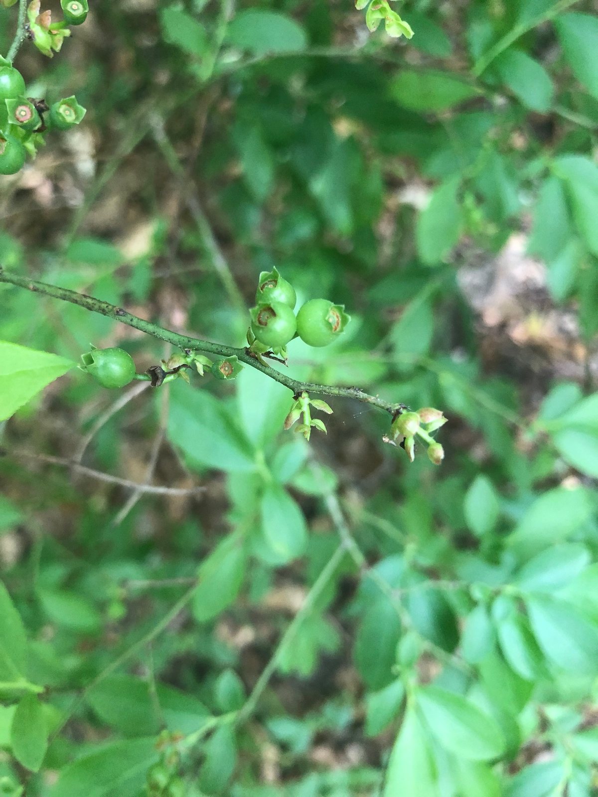Rabbiteye blueberry