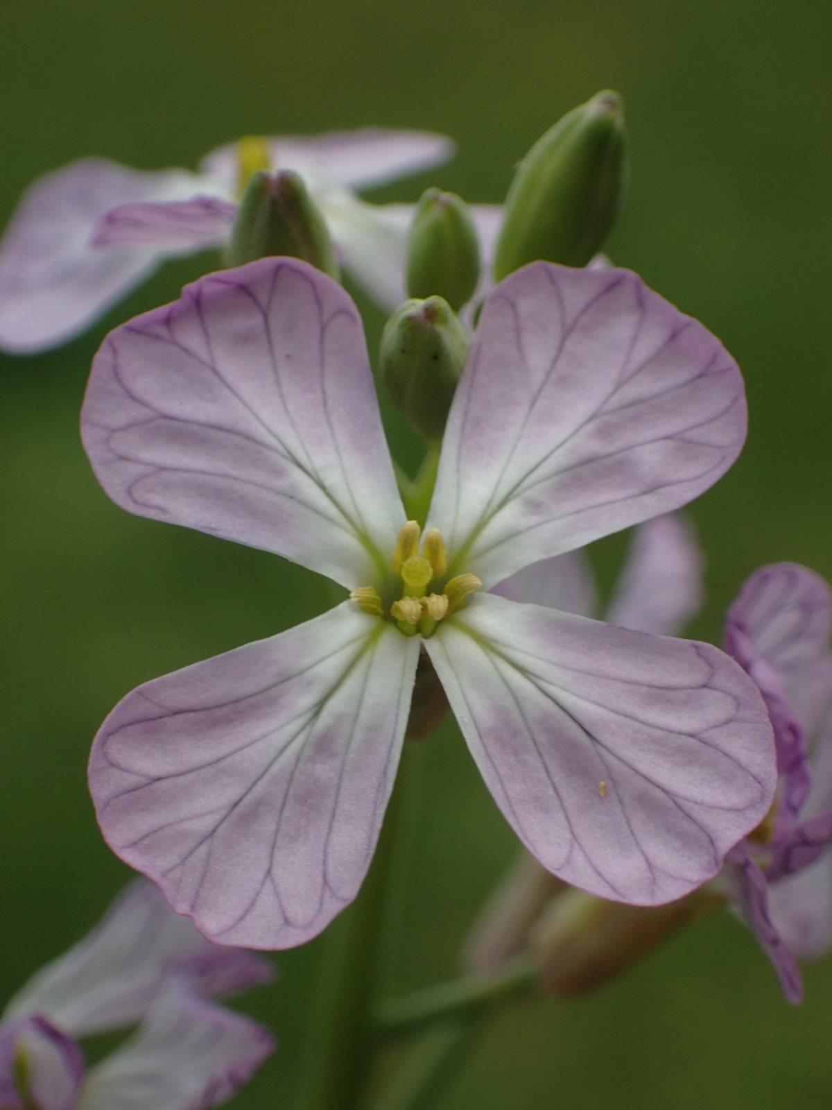 Radish