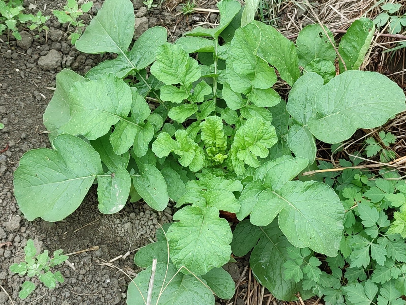 Radish
