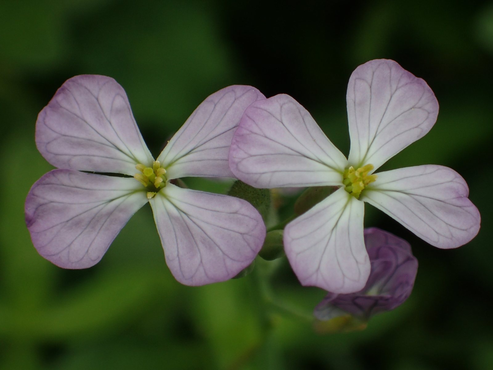 Radish