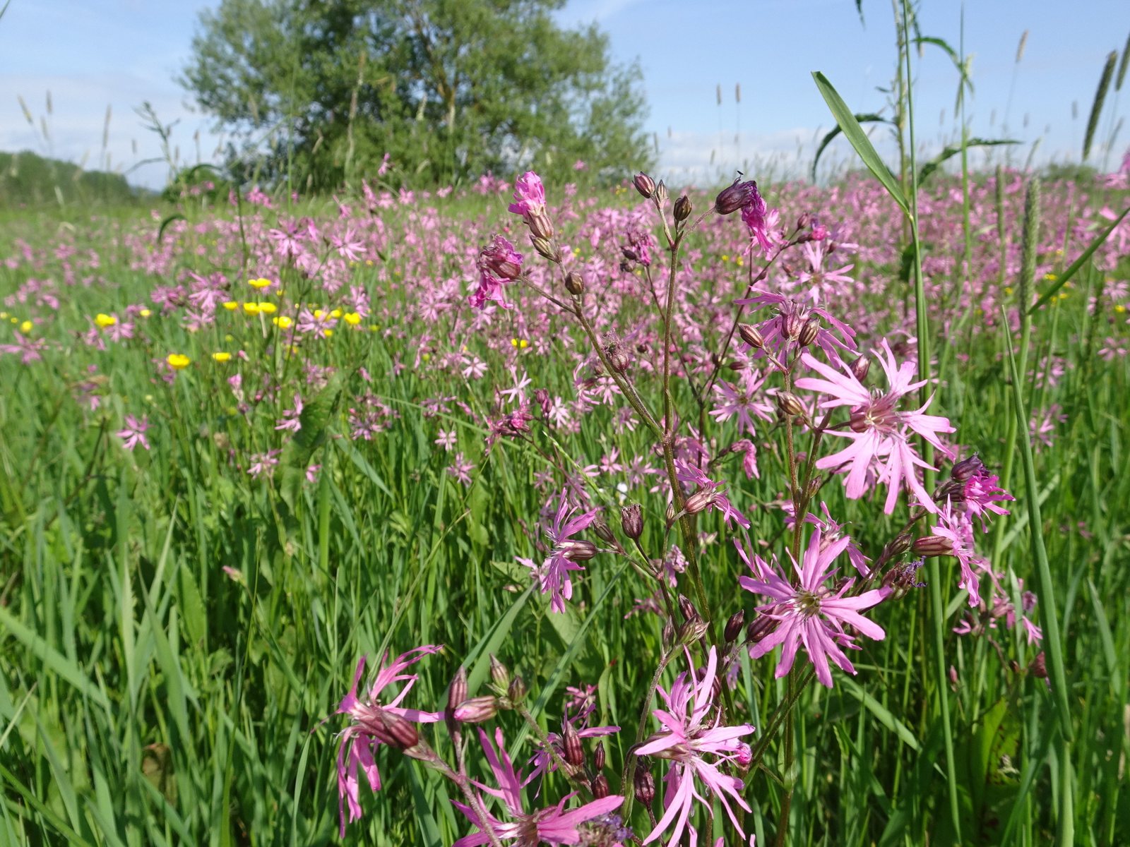 Ragged robin