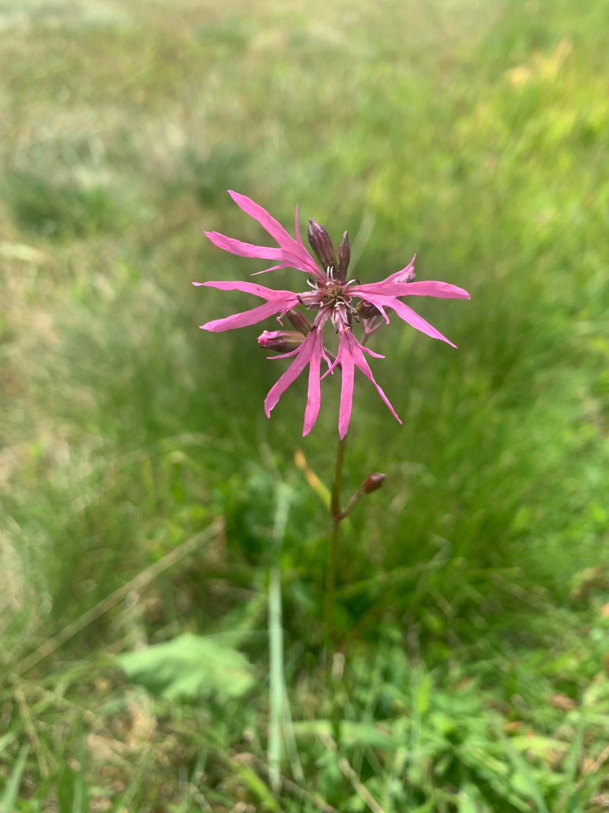 Ragged robin