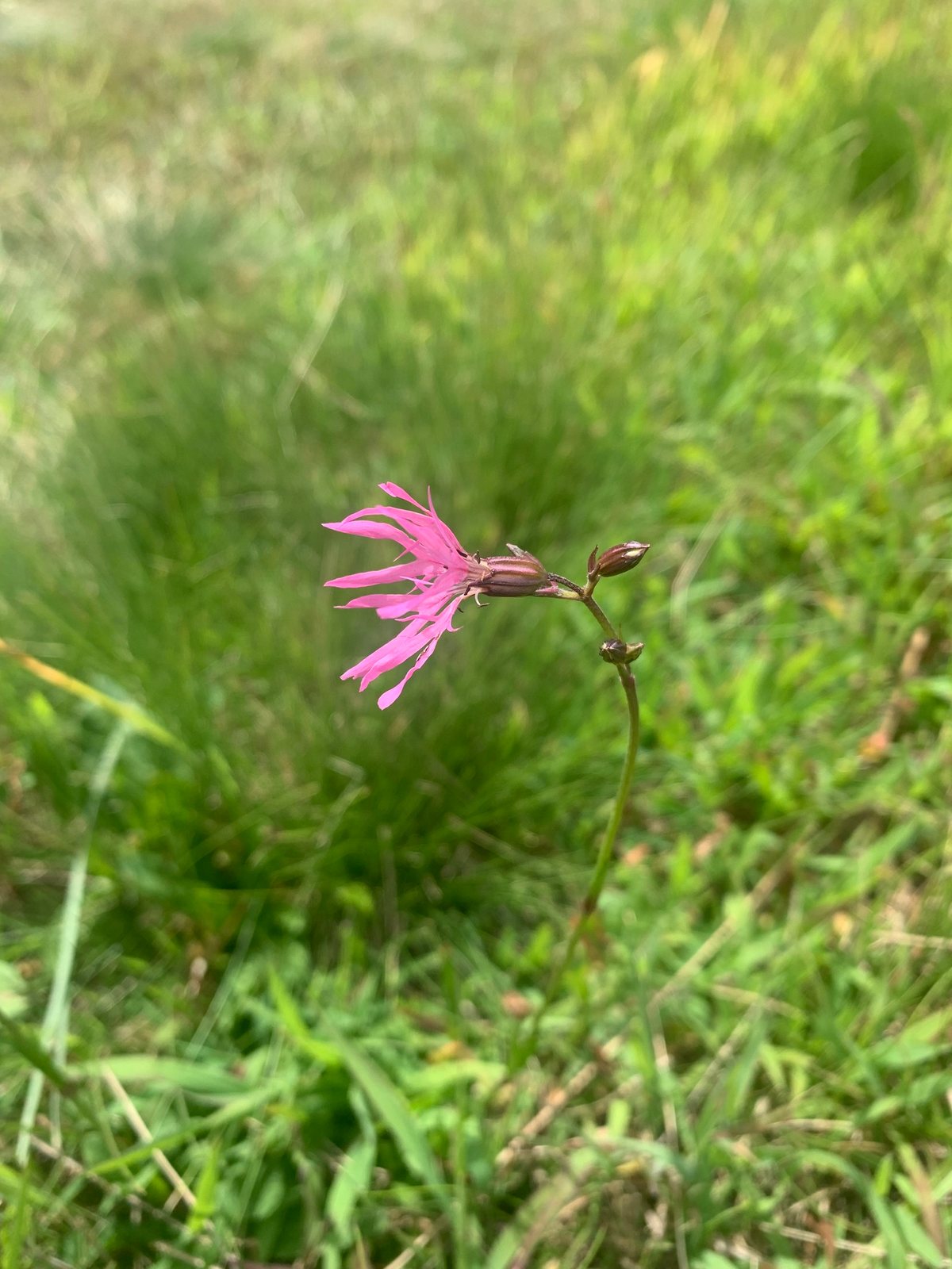 Ragged robin