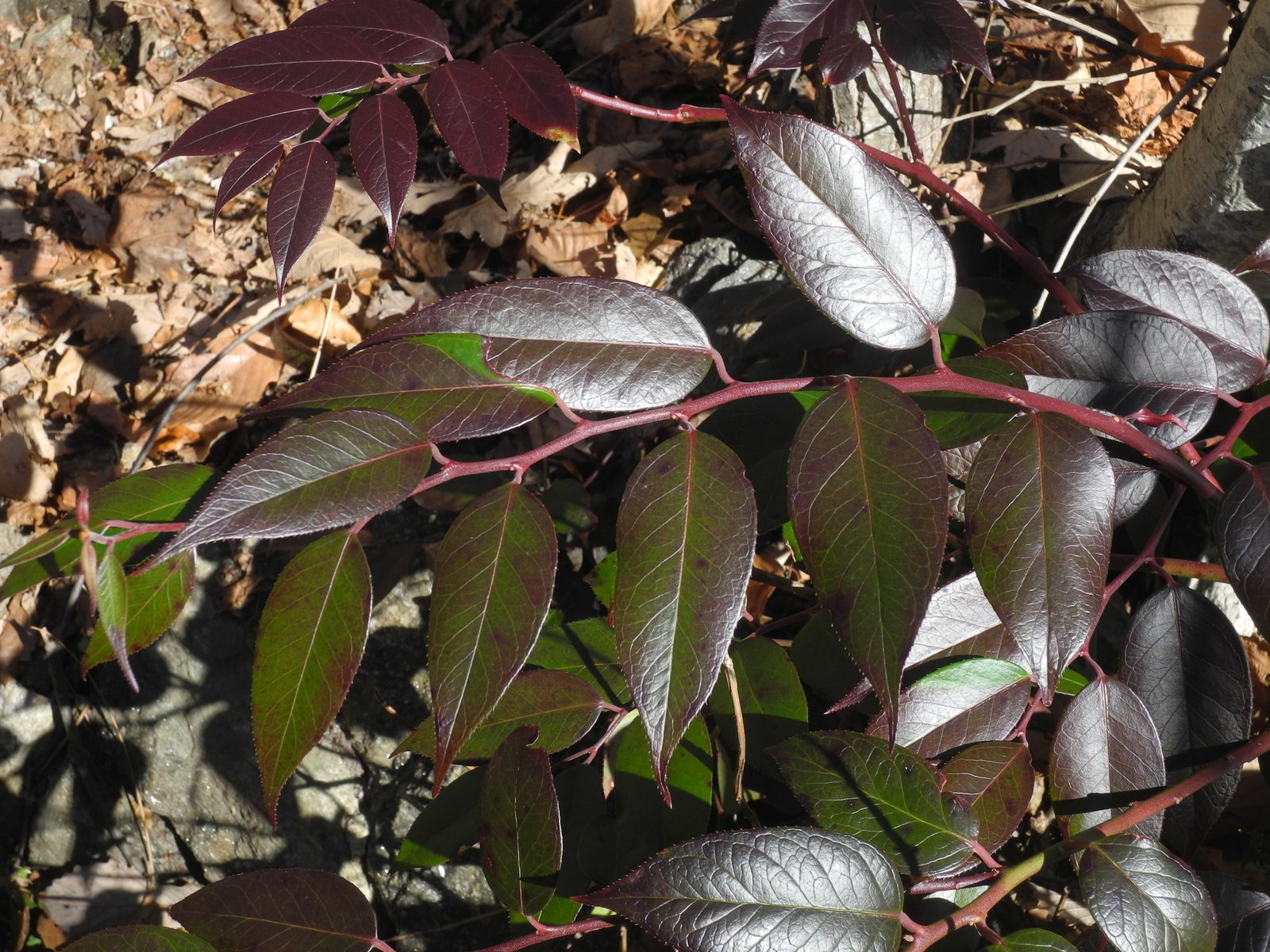 Rainbow leucothoe