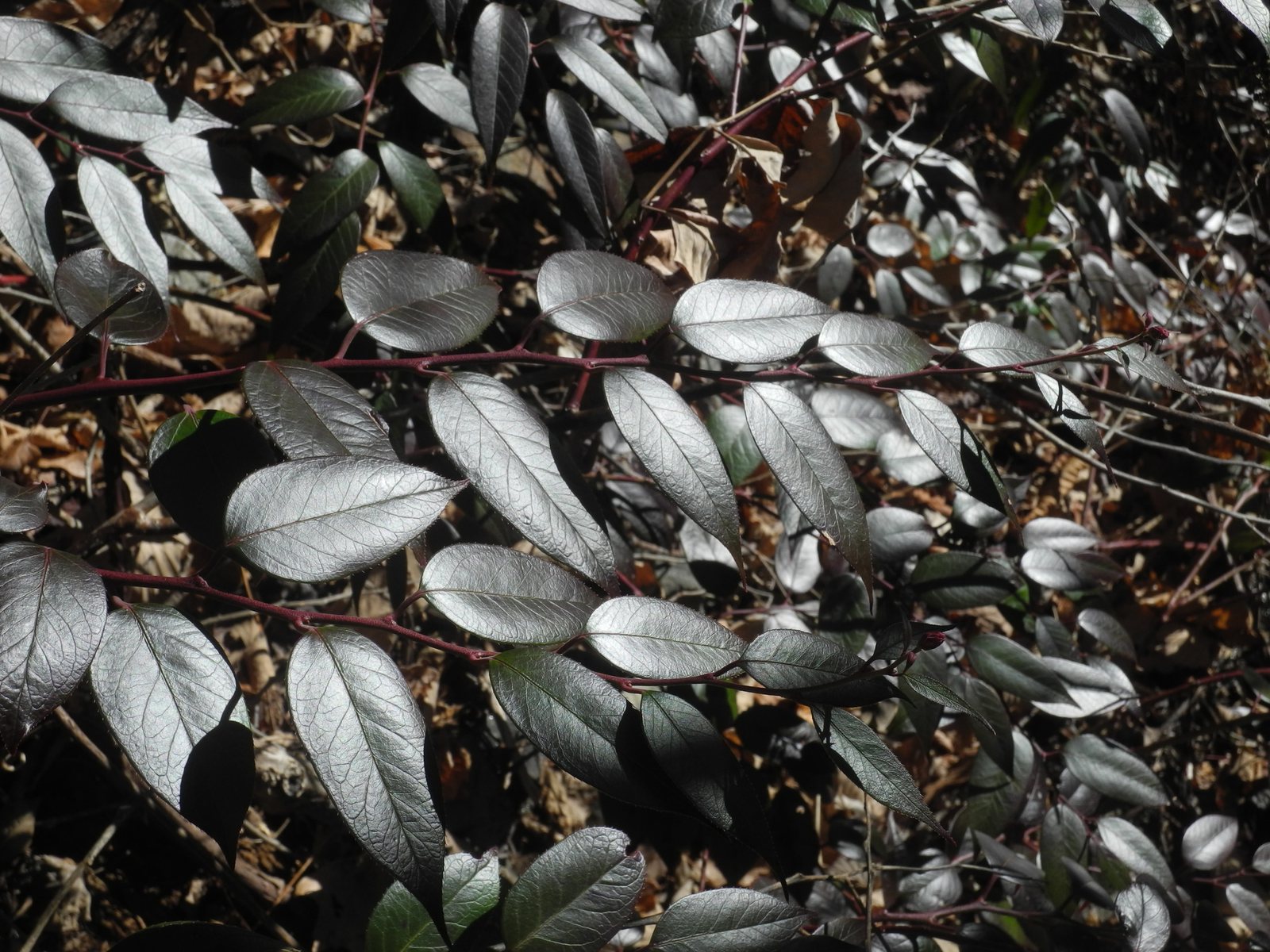 Rainbow leucothoe