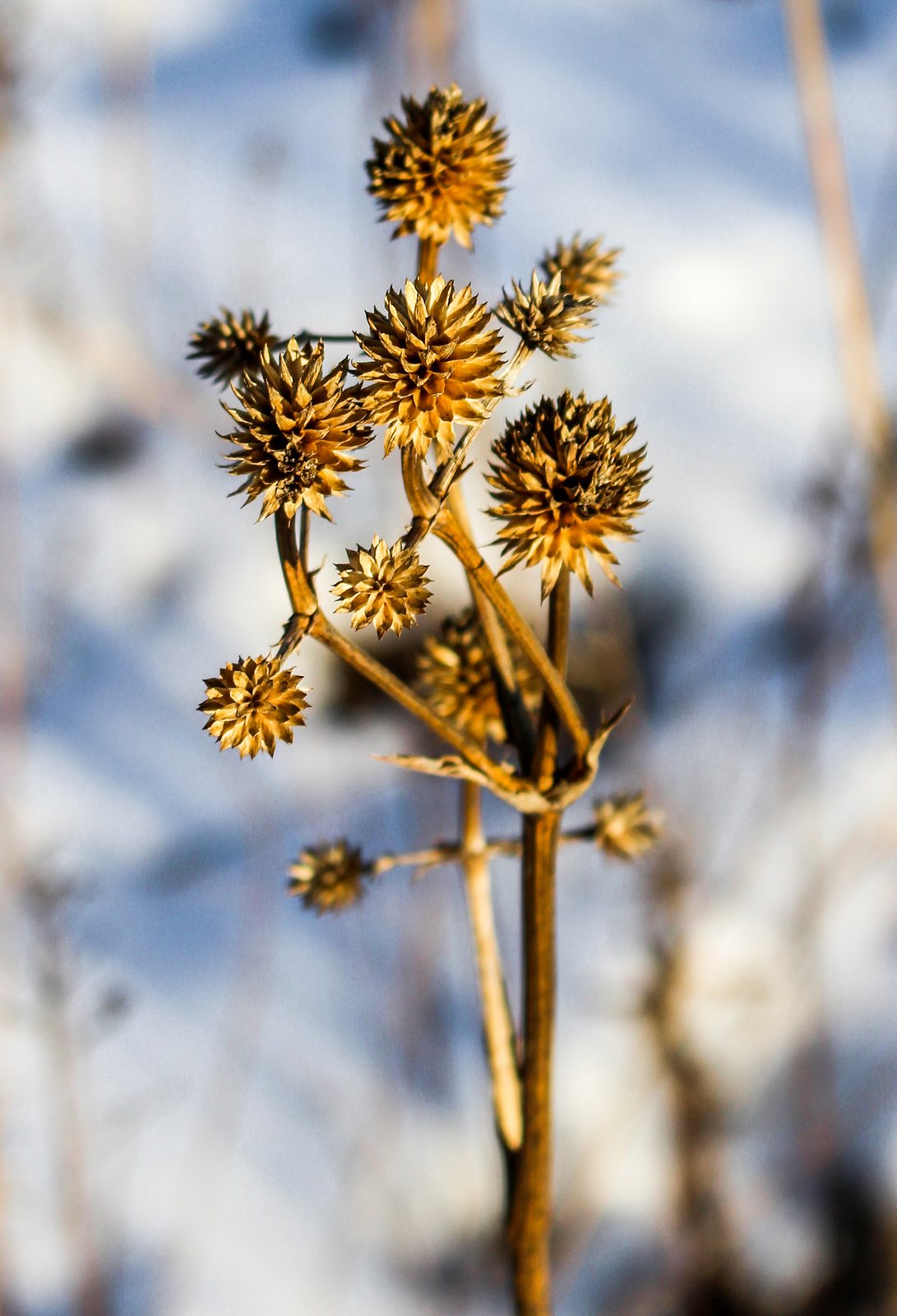 Rattlesnake master