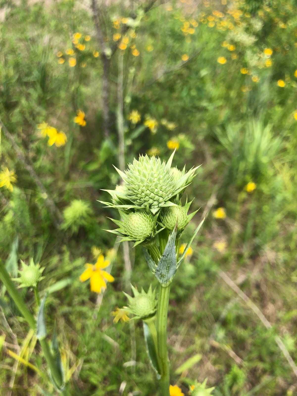 Rattlesnake master