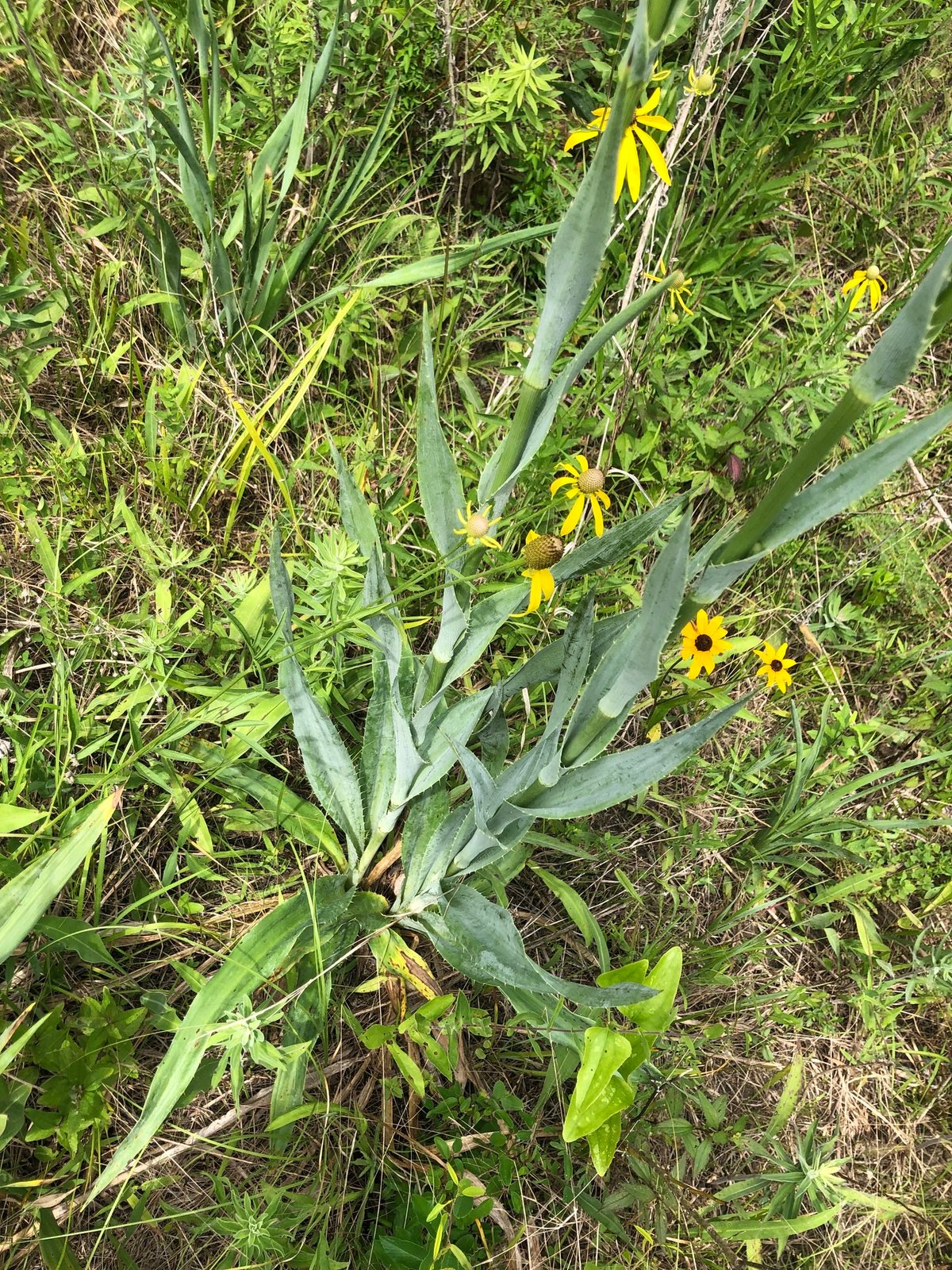 Rattlesnake master