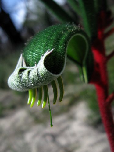 Red and green kangaroo paw