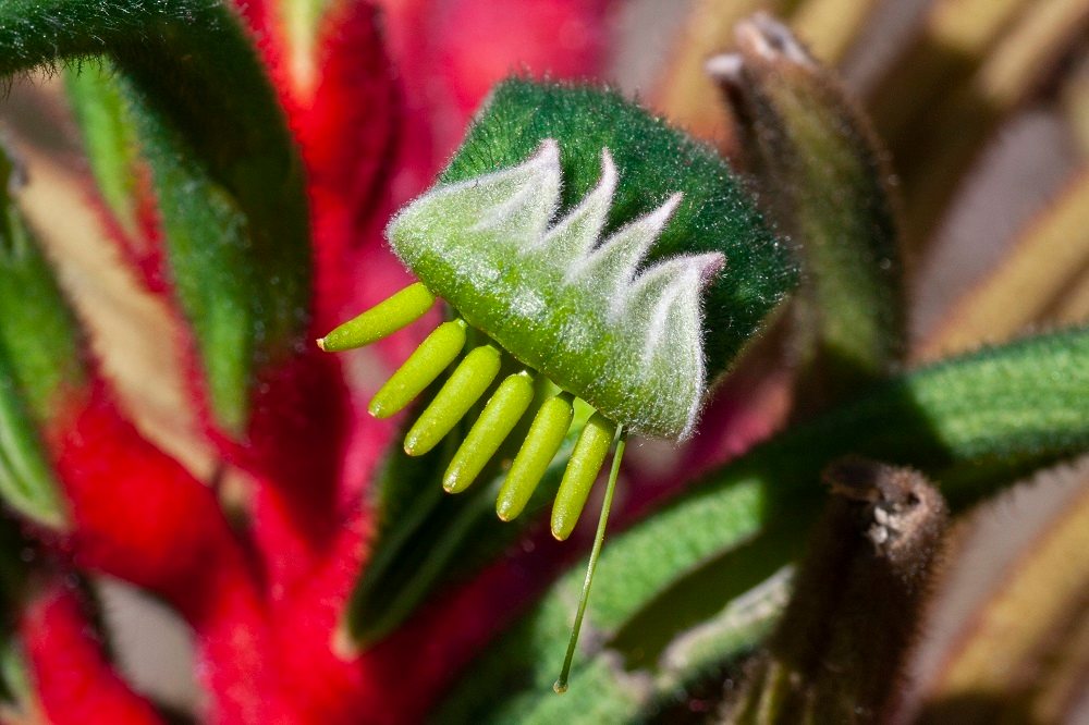 Red and green kangaroo paw