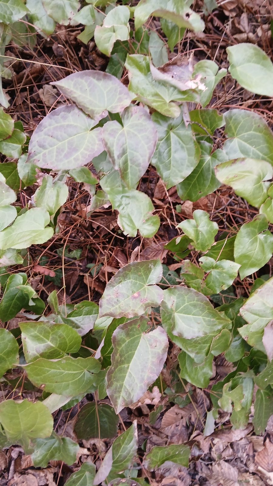 Red barrenwort