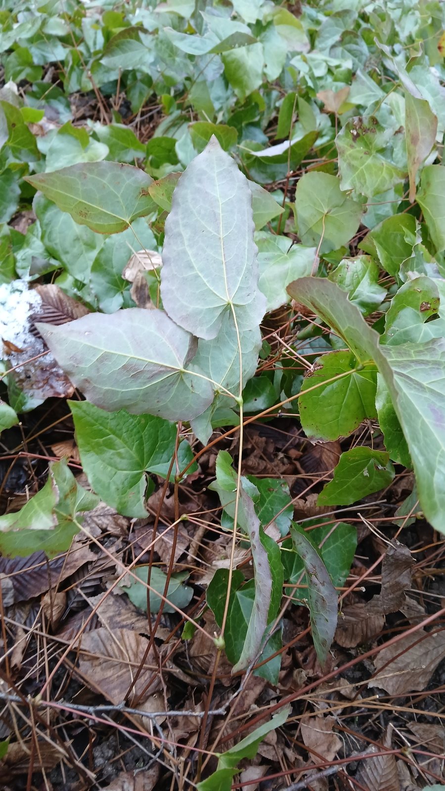 Red barrenwort