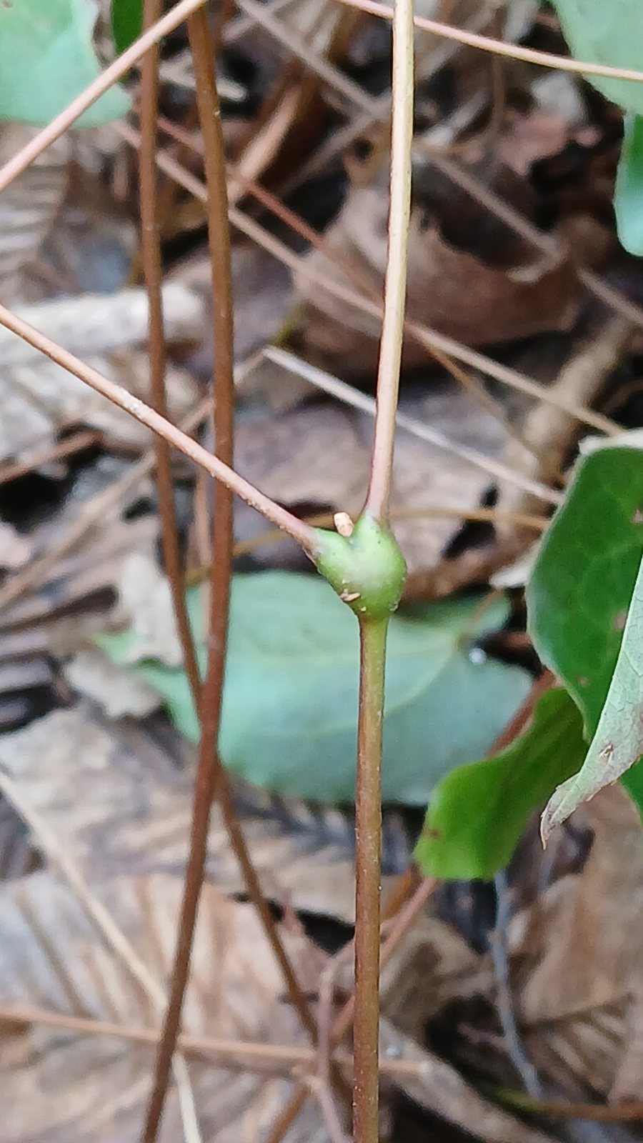 Red barrenwort