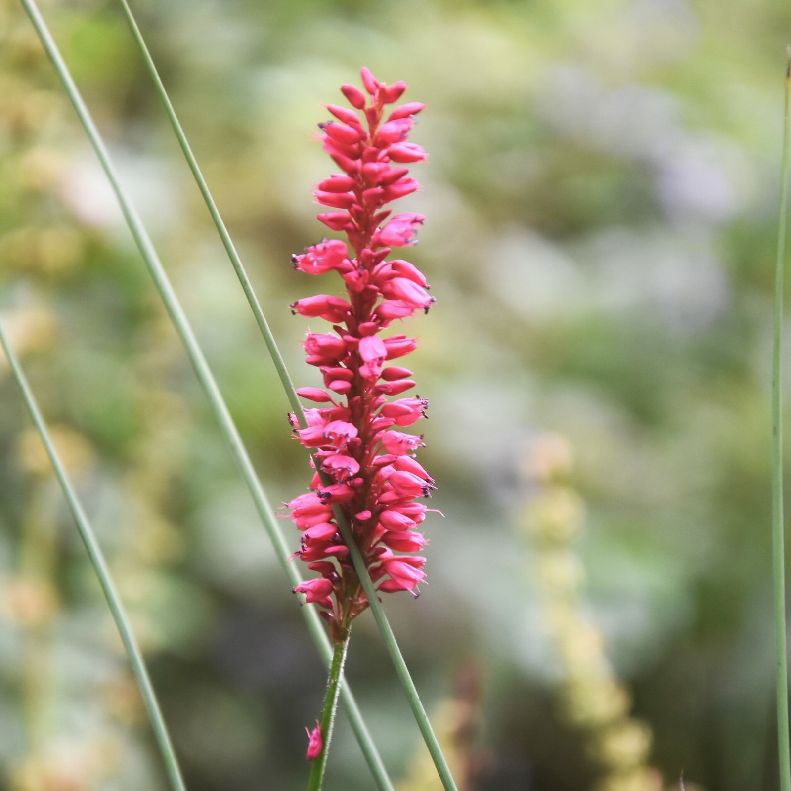 Red bistort 'Firetail'
