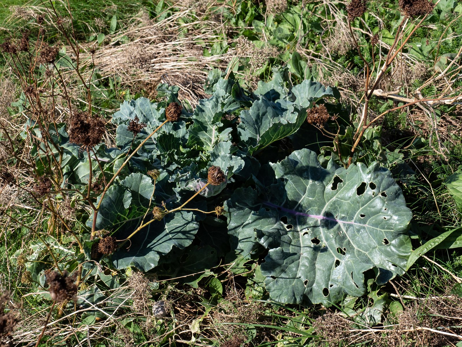 Red cabbage