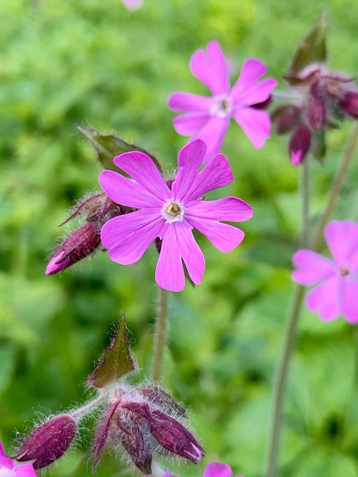 Red campion