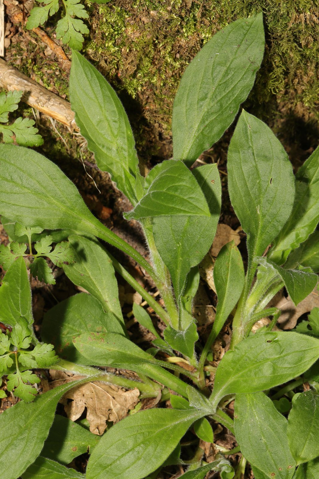 Red campion