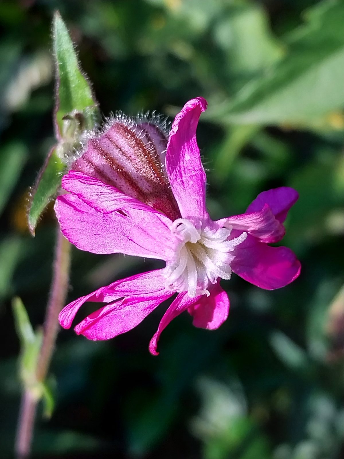 Red campion