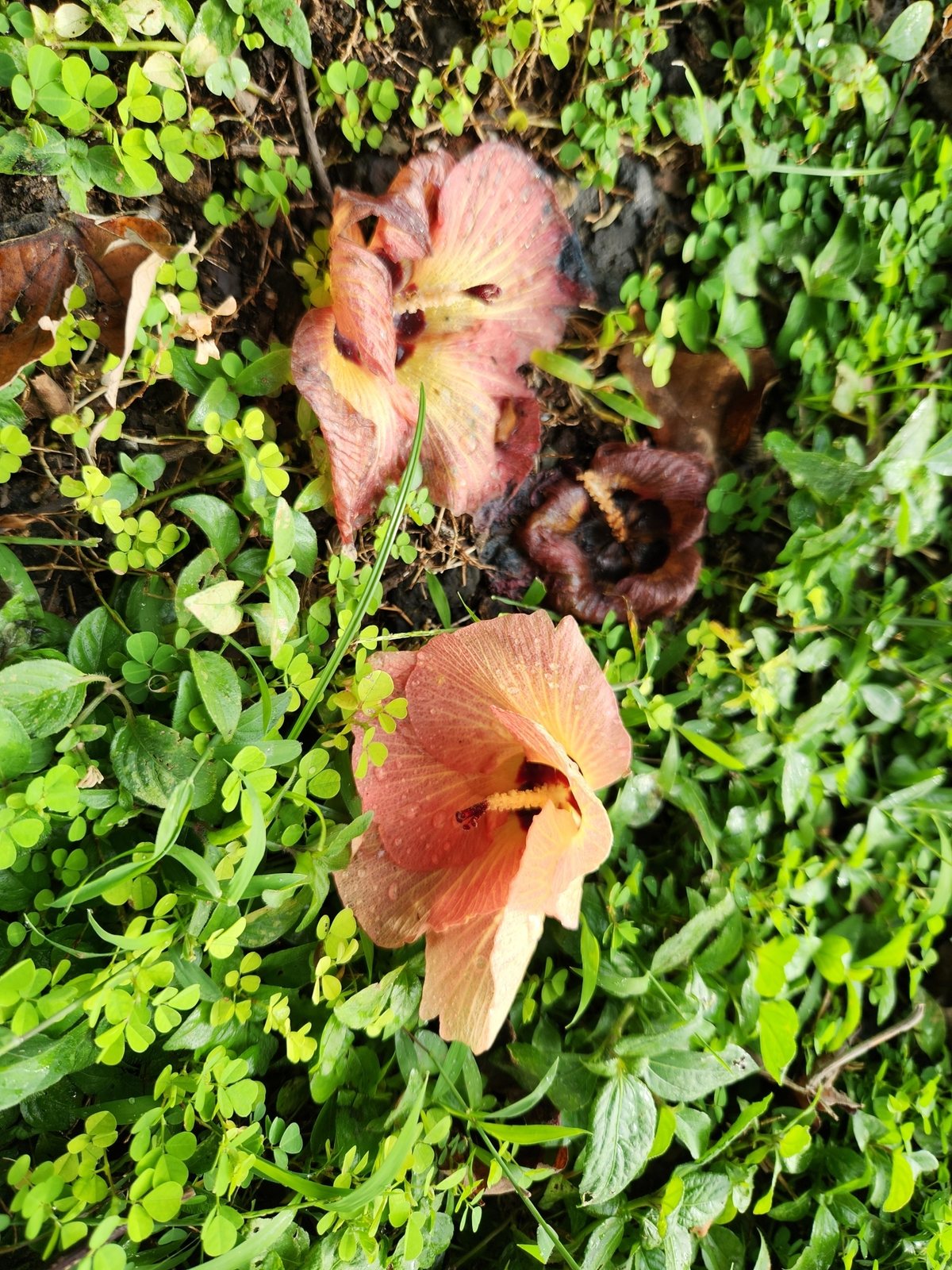 Red cottonwood hibiscus