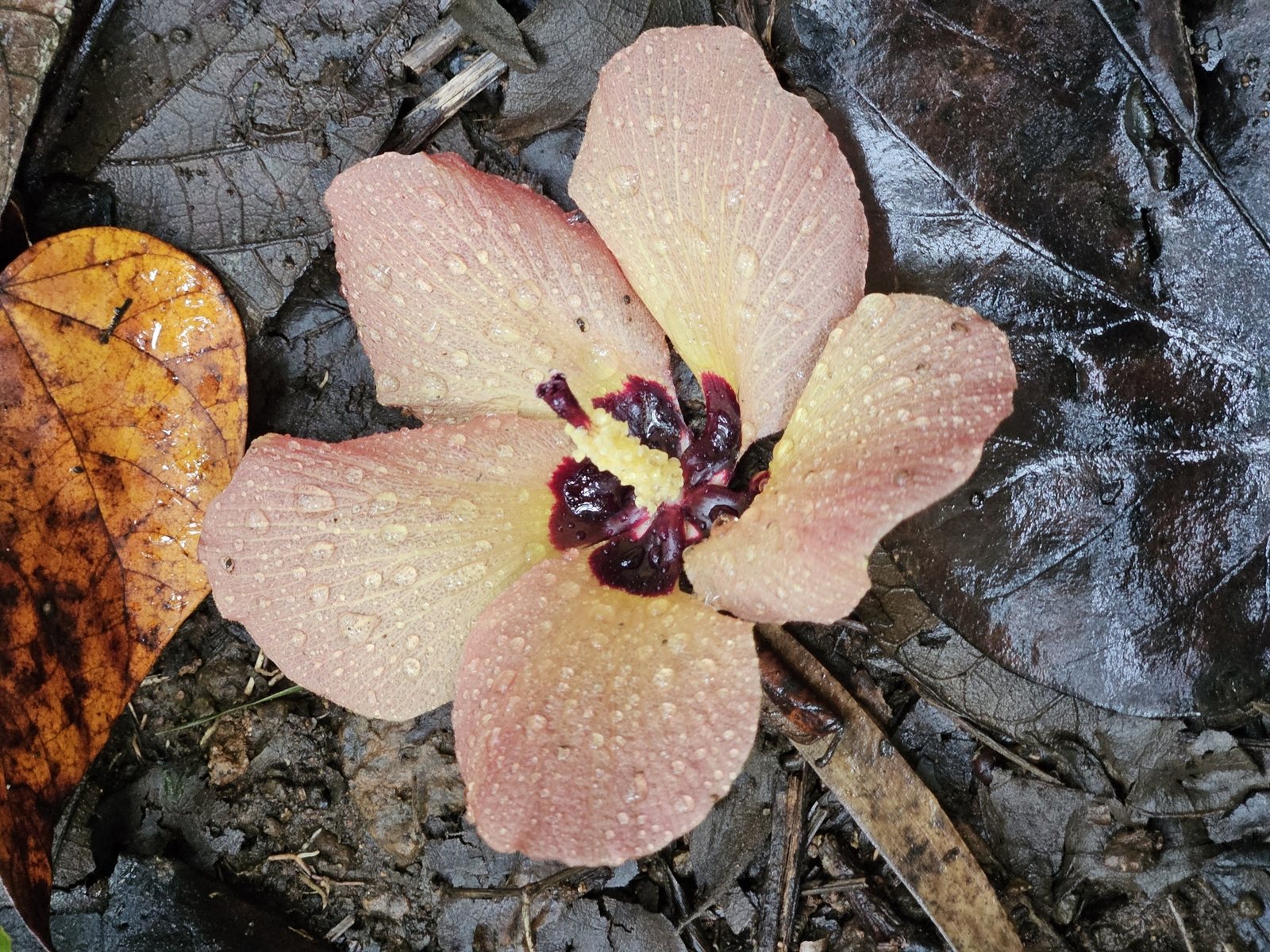 Red cottonwood hibiscus