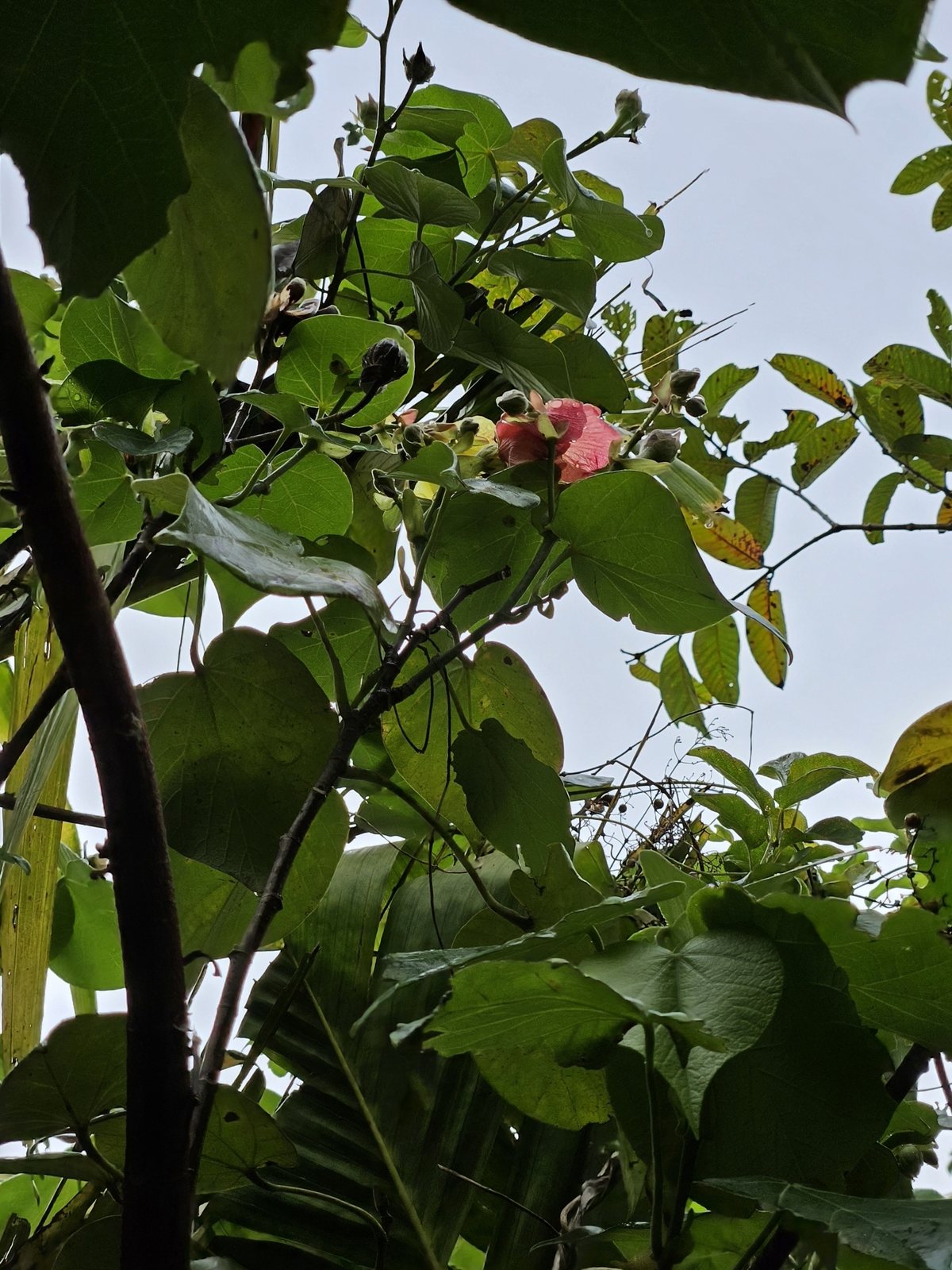 Red cottonwood hibiscus