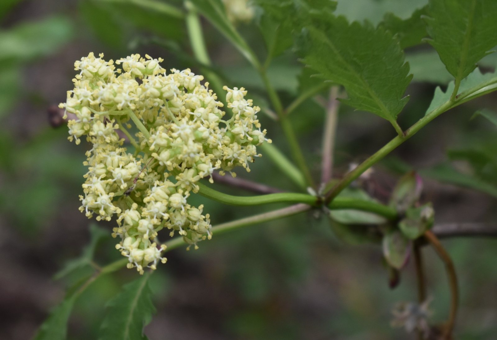 Red elder 'Sutherland Gold'