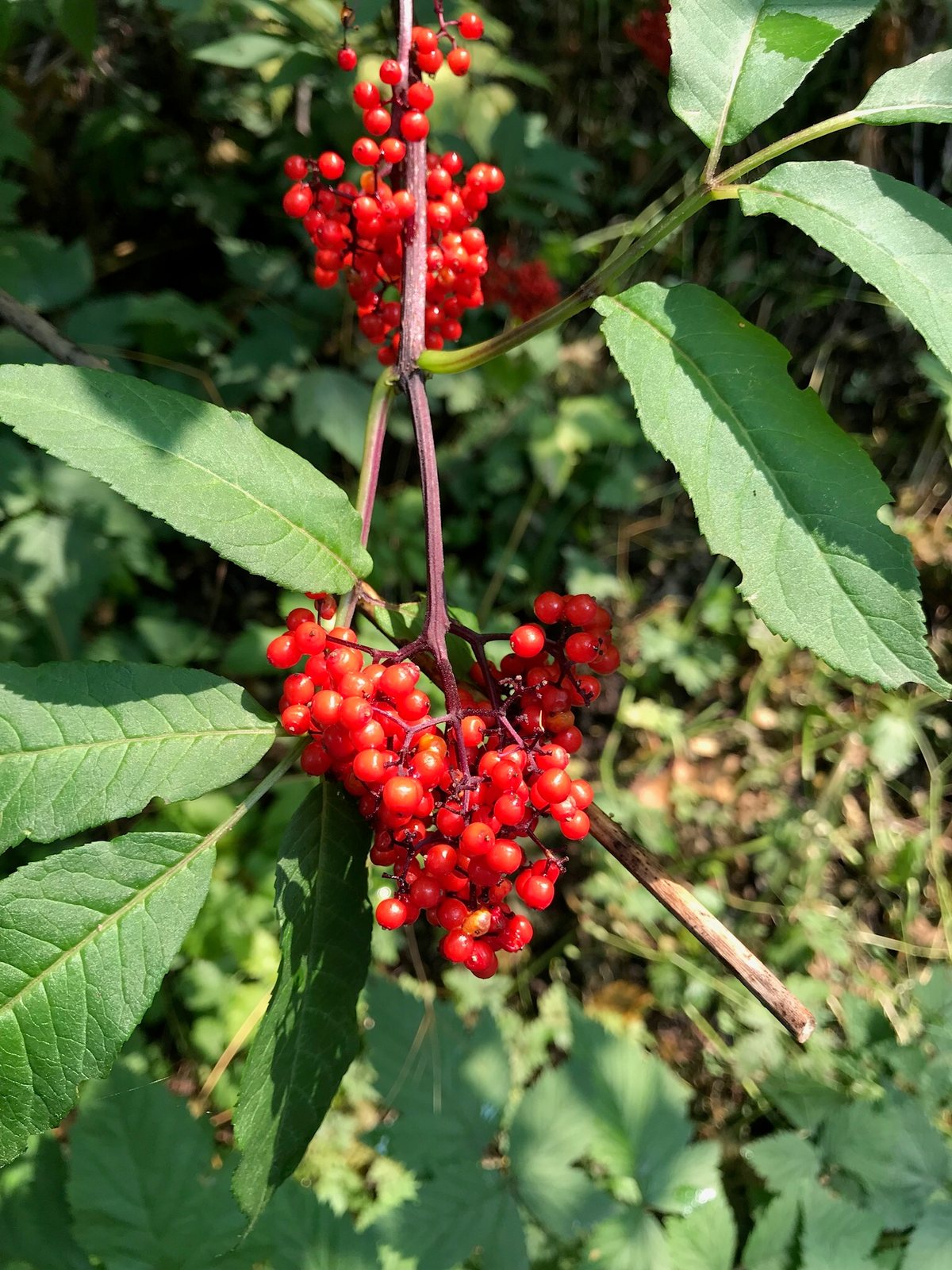 Red elderberry