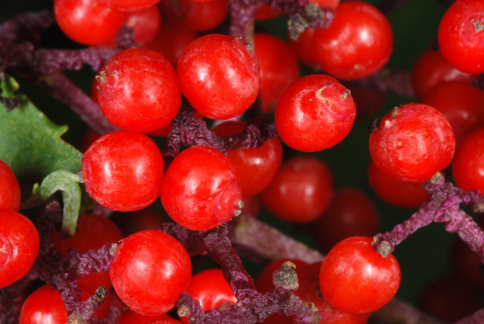 Red elderberry