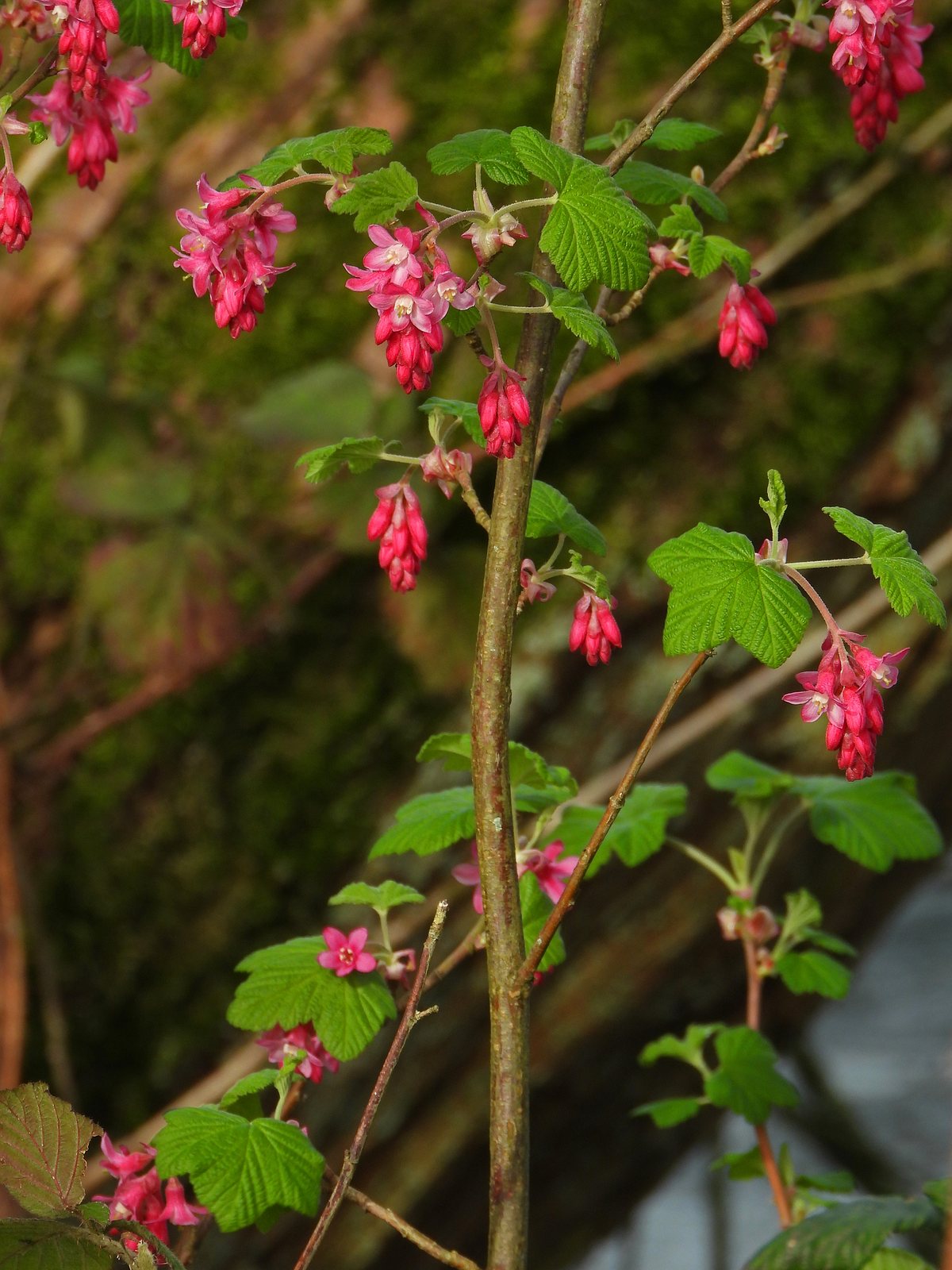 Red-flowering currant