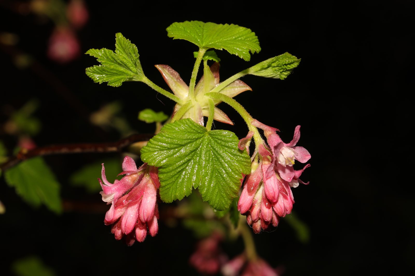 Red-flowering currant