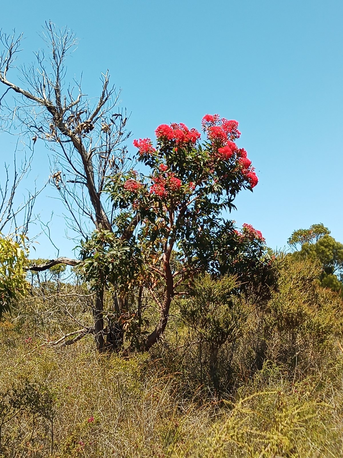 Red flowering gum