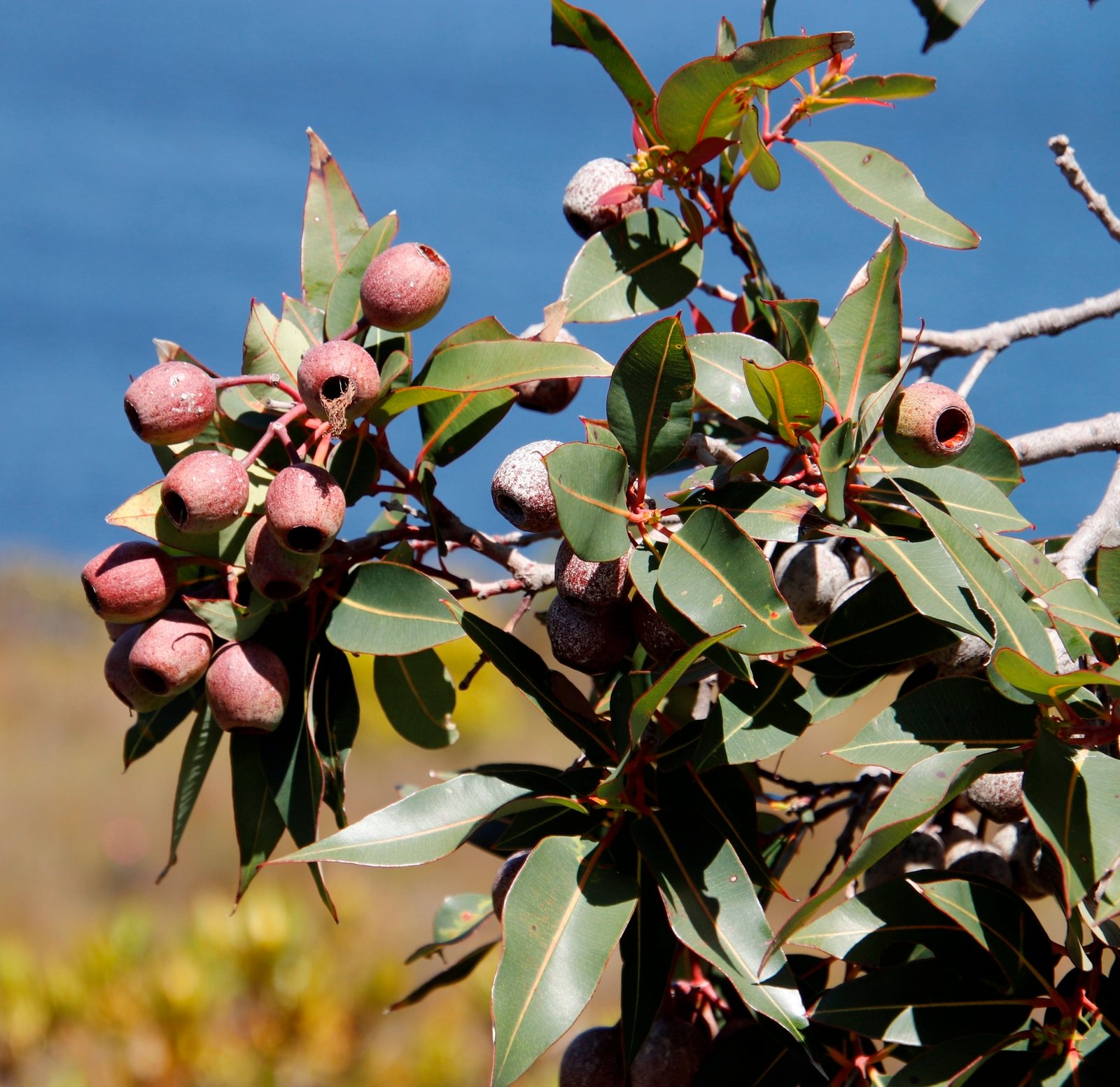 Red flowering gum
