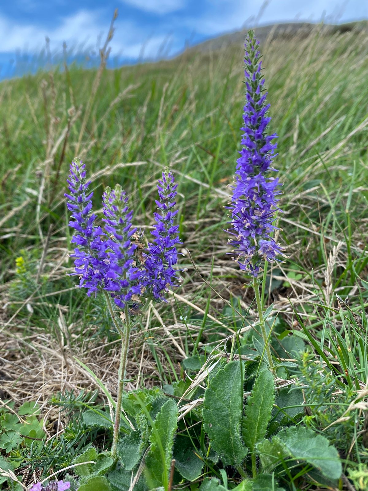 Red Fox speedwell