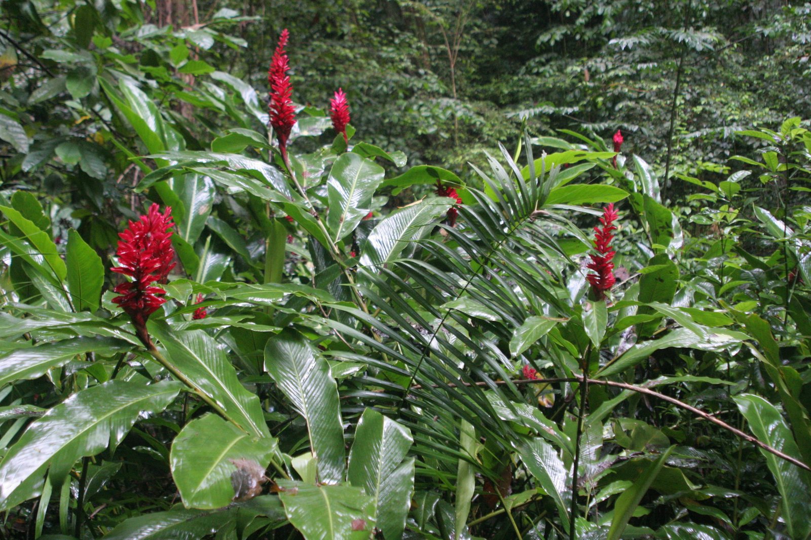 Red ginger