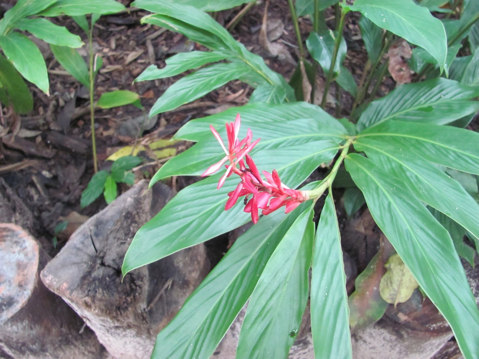 Red ginger