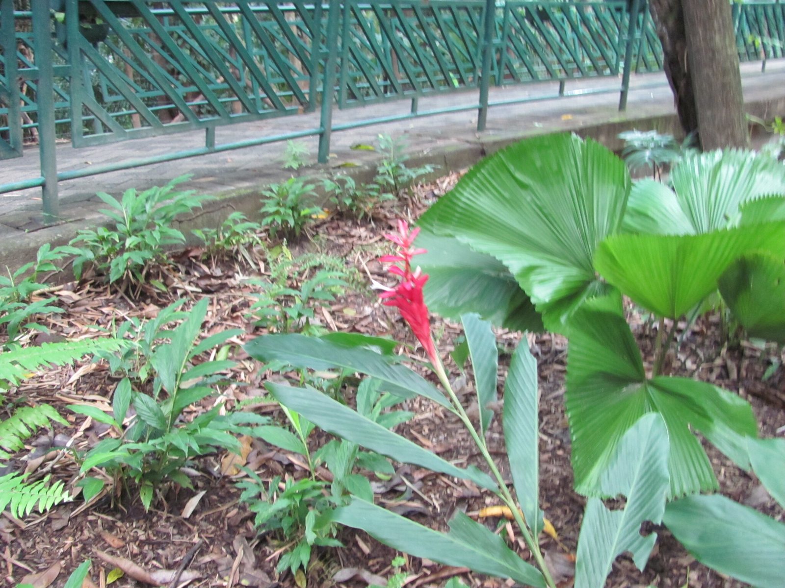 Red ginger