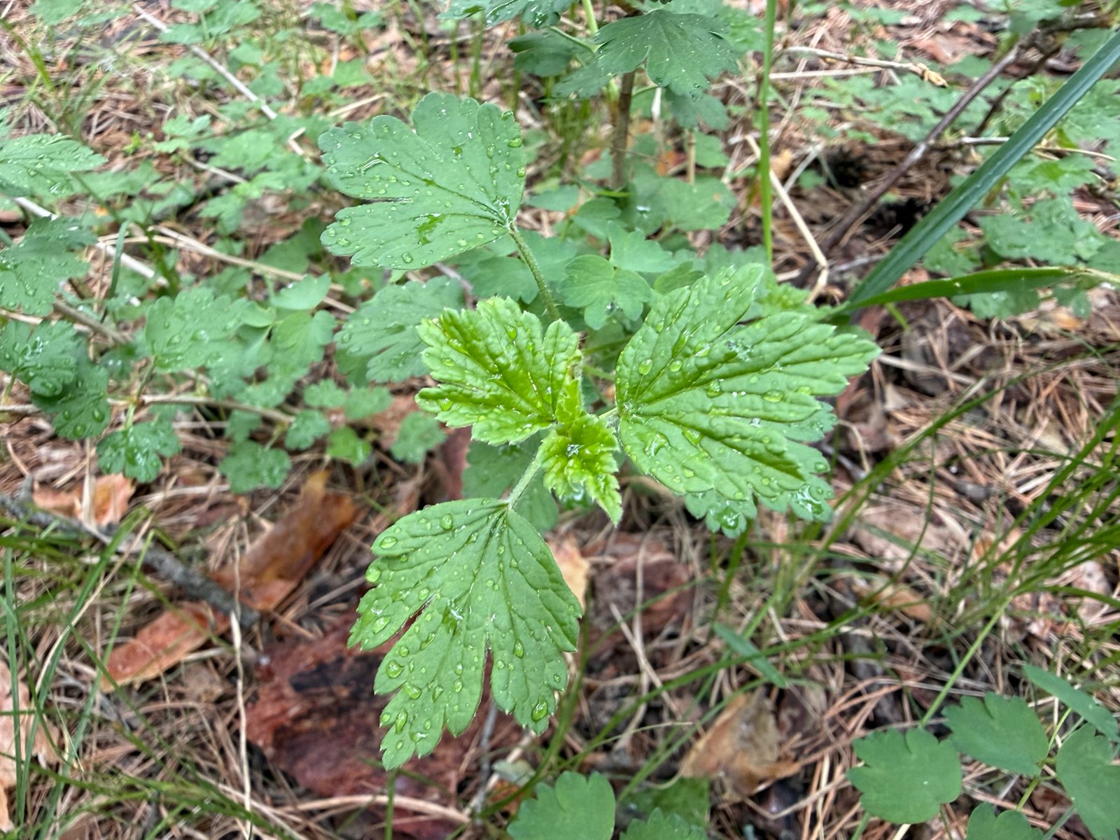 Red gooseberry 'Hinnonmaki Red'