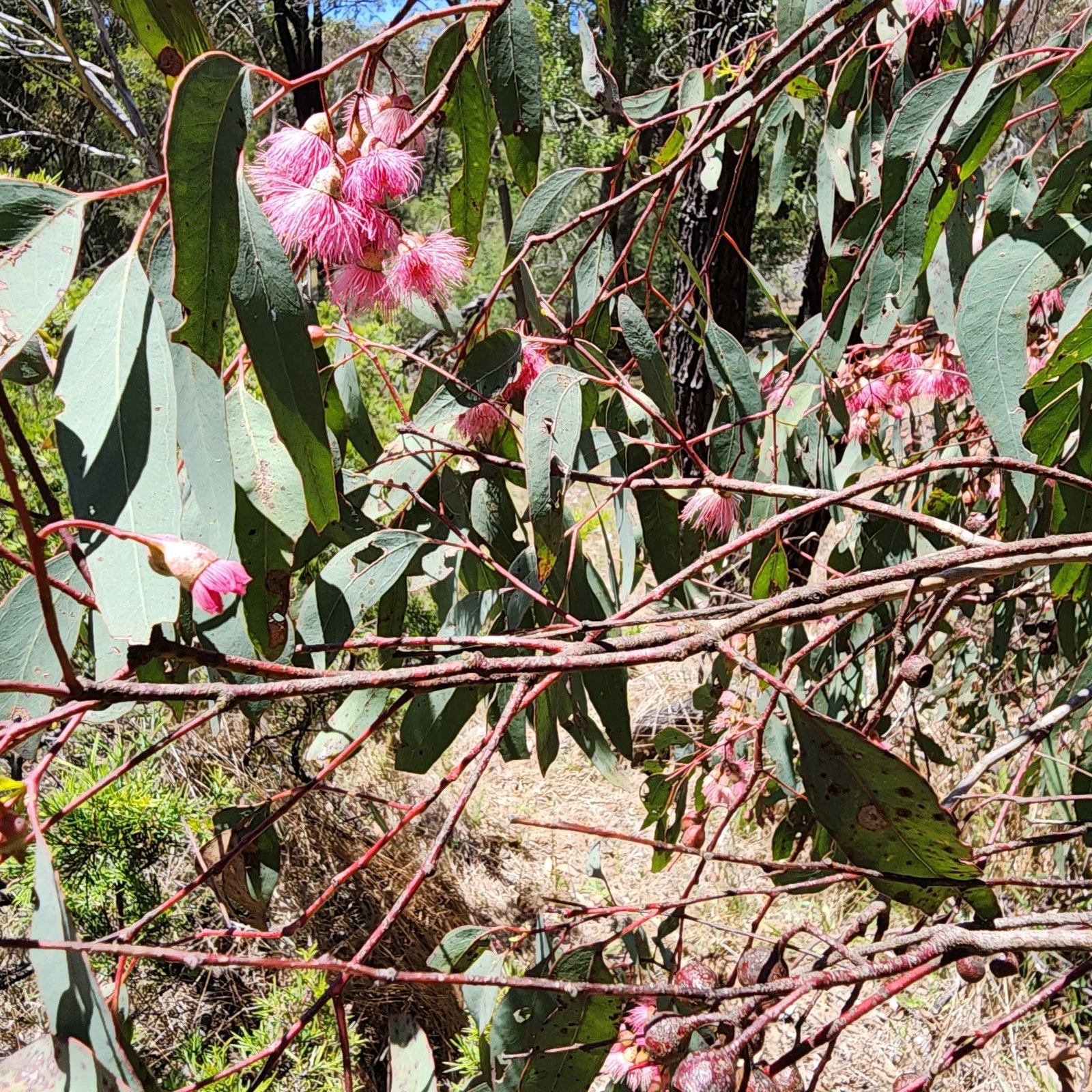 Red ironbark